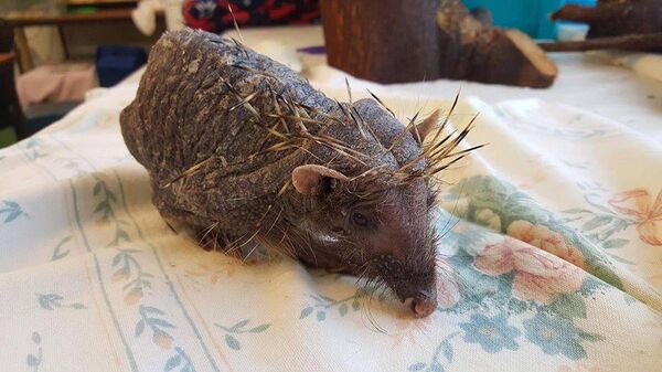 英国刺猬因从冬眠中醒来有压力而脱刺  - 俄罗斯卫星通讯社