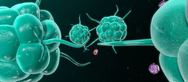 Раковые клетки во время нападения на иммунную систему человека - 俄罗斯卫星通讯社