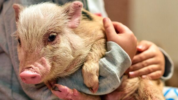 Ферма по разведению свиней в Ленинградской области - 俄罗斯卫星通讯社