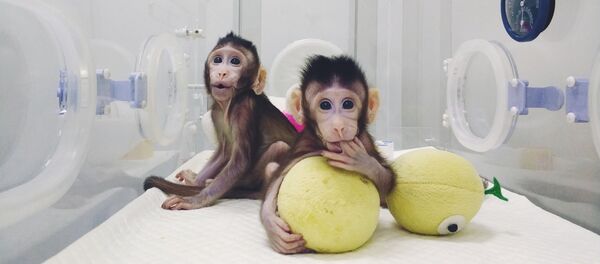 中国科学家世界首次成功构建生物节律紊乱体细胞克隆猴模型 - 俄罗斯卫星通讯社