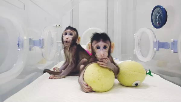 中國科學家世界首次成功構建生物節律紊亂體細胞克隆猴模型 - 俄羅斯衛星通訊社