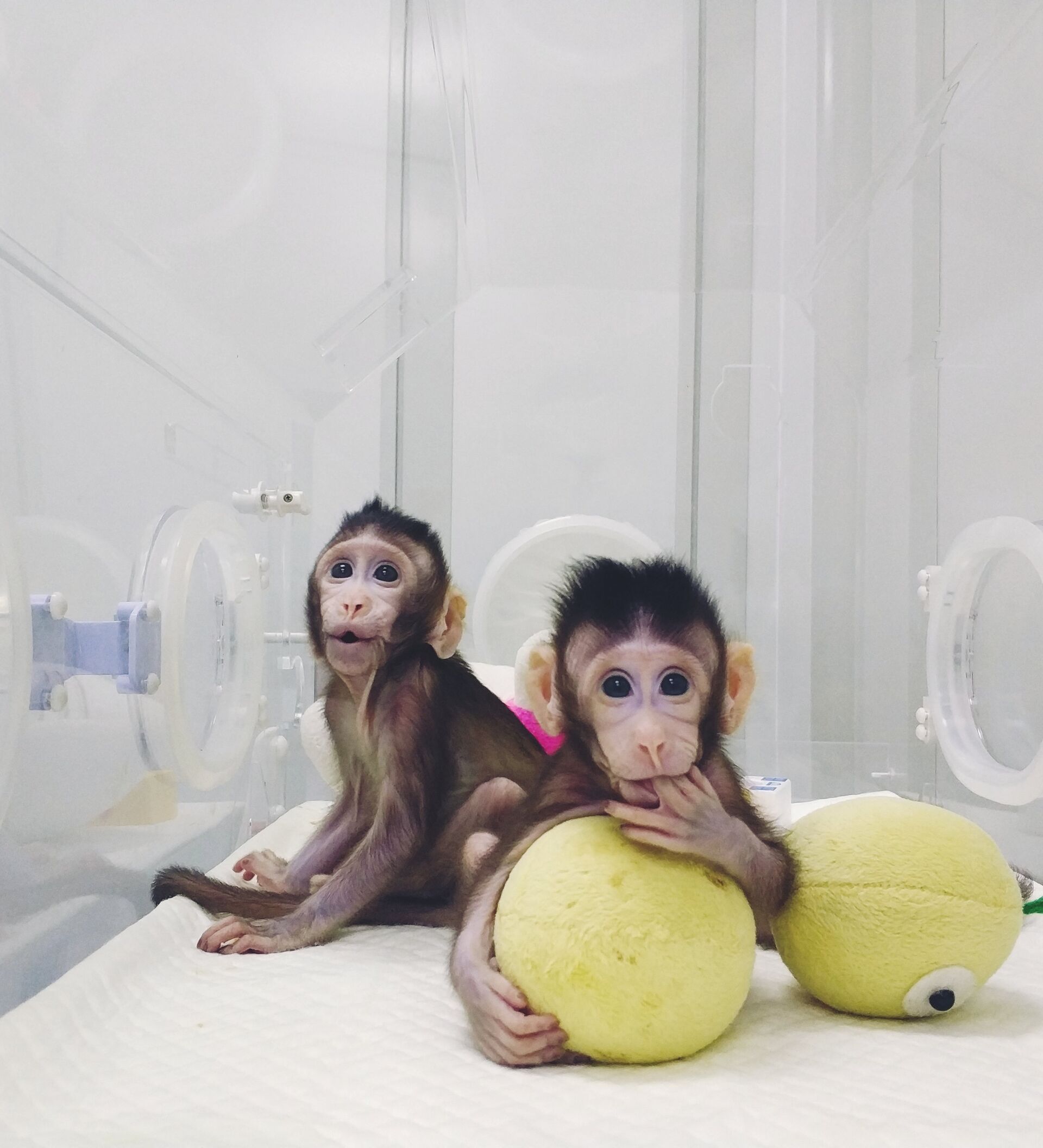 世界第一只克隆猴在我国诞生 - 哔哩哔哩