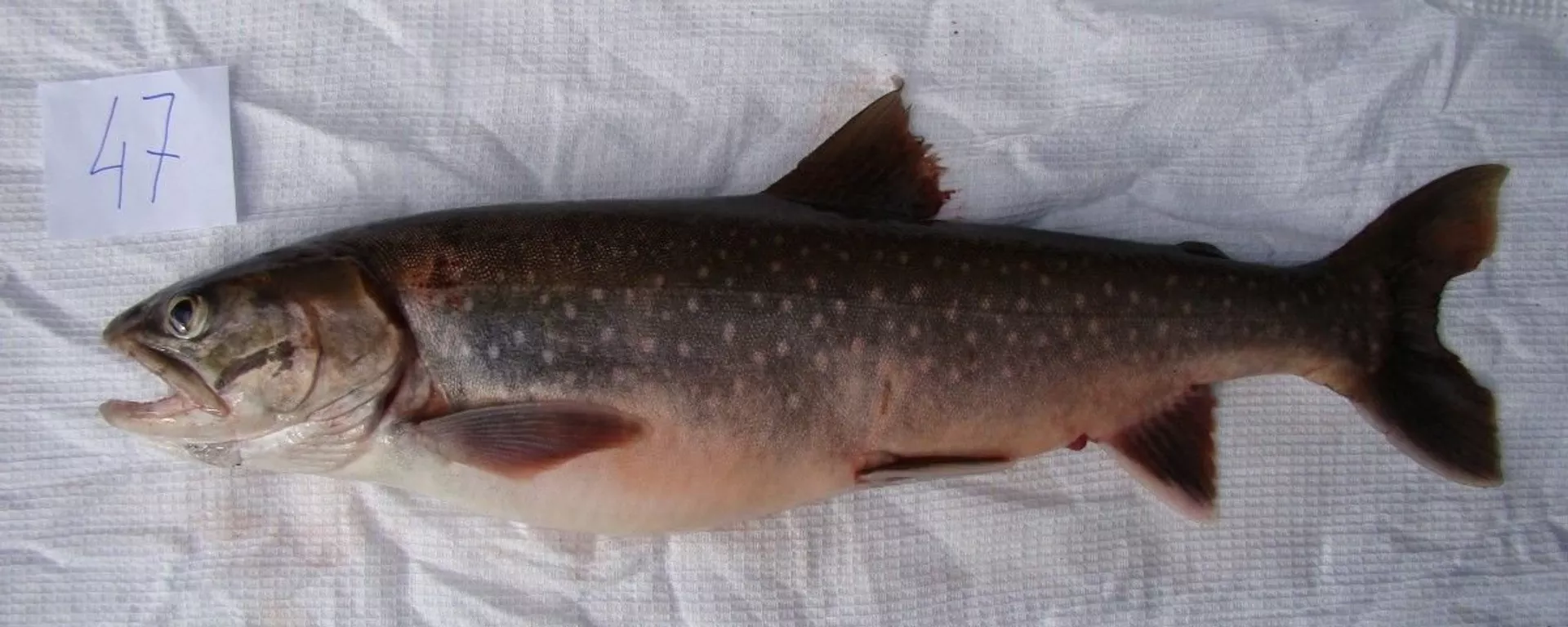 窄體紅點鮭（Salvelinus boganidae） - 俄羅斯衛星通訊社, 1920, 12.07.2022