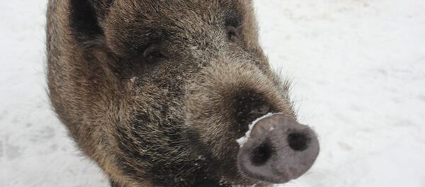 母野猪玛莎 母野猪玛莎 - 俄罗斯卫星通讯社