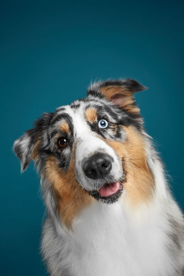 俄羅斯攝影師照片里微笑著的狗 - 俄羅斯衛星通訊社