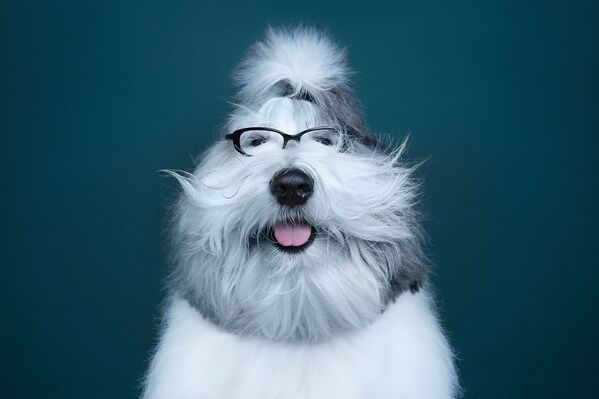 俄罗斯摄影师照片里微笑着的狗 - 俄罗斯卫星通讯社