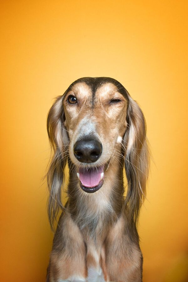 俄羅斯攝影師照片里微笑著的狗 - 俄羅斯衛星通訊社