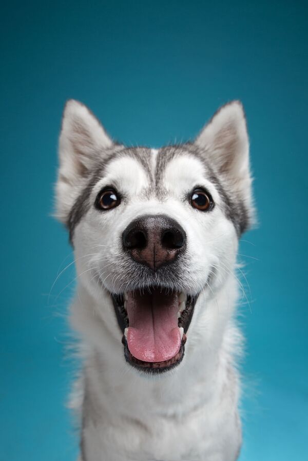 俄罗斯摄影师照片里微笑着的狗 - 俄罗斯卫星通讯社
