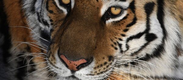 滨海边疆区一只老虎攻击人后逃去森林 - 俄罗斯卫星通讯社