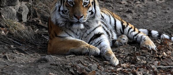 俄远东阿穆尔虎数量普查将于2021-2022年冬开展 俄远东阿穆尔虎数量普查将于2021-2022年冬开展 - 俄罗斯卫星通讯社