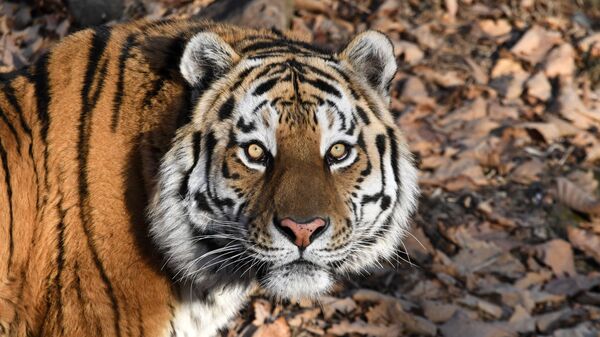 莫斯科動物園收留一隻在濱海邊疆區獲救的雌性阿穆爾虎 - 俄羅斯衛星通訊社