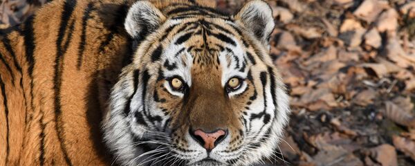 联合国：百万种动植物面临灭绝威胁 - 俄罗斯卫星通讯社