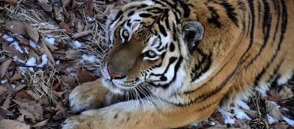 Тигр Амур в вольере Приморского сафари-парка - 俄羅斯衛星通訊社