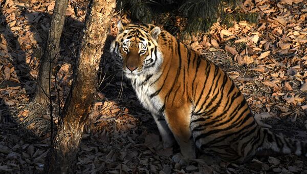 Погибшего амурского тигра нашли у дороги в Хабаровском крае - 俄罗斯卫星通讯社