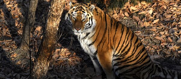 第二届保护老虎国际论坛或在俄罗斯举行 - 俄罗斯卫星通讯社