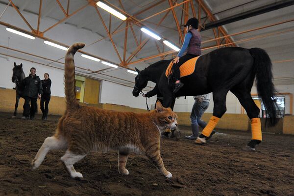 在俄羅斯體驗騎馬的樂趣 - 俄羅斯衛星通訊社