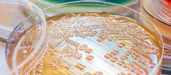 俄罗斯学者们制造出灭杀98%细菌的移植材料 俄罗斯学者们制造出灭杀98%细菌的移植材料 - 俄罗斯卫星通讯社