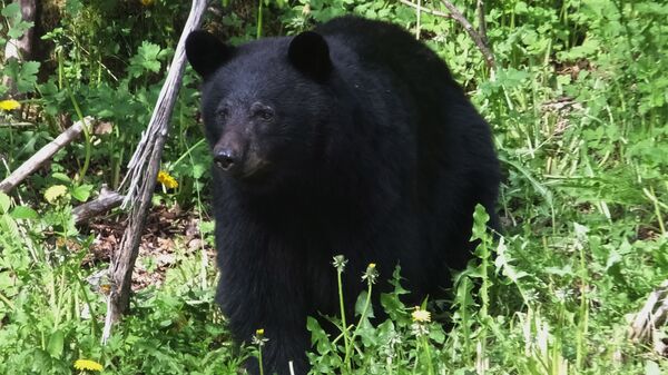 阿拉斯加的一只熊咬死一名在野外训练的士兵 - 俄罗斯卫星通讯社
