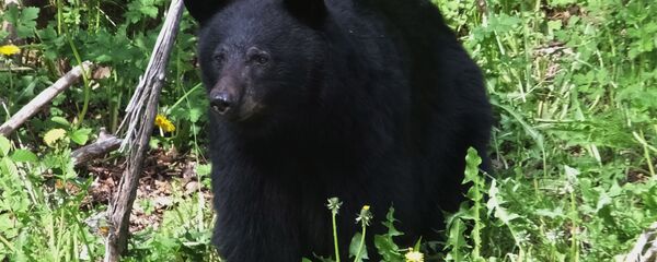 美國一在森林里迷路男孩稱熊救了他 - 俄羅斯衛星通訊社