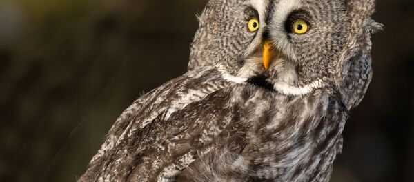 摄影师拍下了一只“隐身”的猫头鹰 - 俄罗斯卫星通讯社