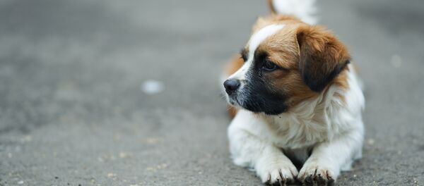 挪威遊客在菲律賓被小狗咬回國後死亡 挪威遊客在菲律賓被小狗咬回國後死亡 - 俄羅斯衛星通訊社