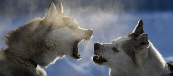 Собаки участников соревнований Чемпионата Новосибирской области по зимним дисциплинам ездового спорта Рождественский заезд - 2019 перед началом заезда на лыжной базе Метелица в Бердске - 俄罗斯卫星通讯社