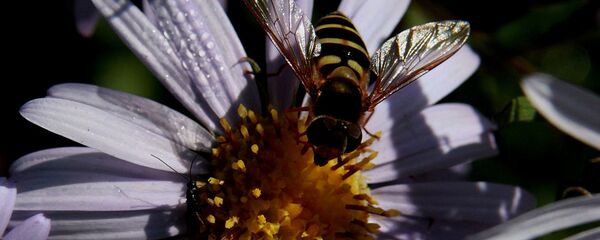 蜜蜂 - 俄罗斯卫星通讯社
