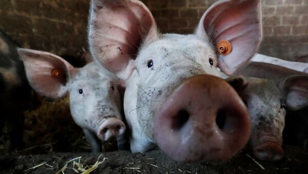 世界动物卫生组织：控制非洲猪瘟疫情应做好长期准备 - 俄罗斯卫星通讯社