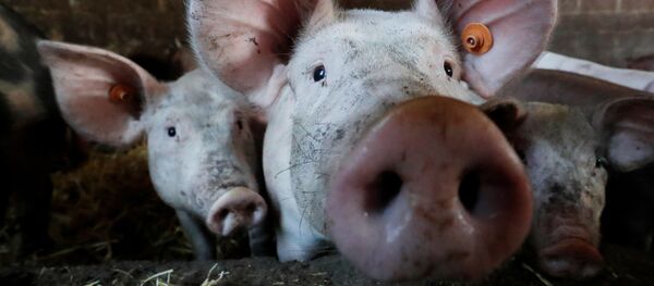 世界动物卫生组织：控制非洲猪瘟疫情应做好长期准备 - 俄罗斯卫星通讯社