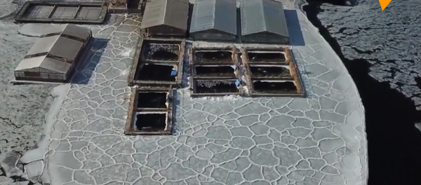 俄罗斯“鲸鱼监狱”引人堪忧 - 俄罗斯卫星通讯社