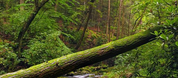 野生森林中一段樹木刷爆網絡 野生森林中一段樹木刷爆網絡 - 俄羅斯衛星通訊社