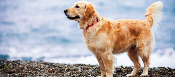 普京满足俄远东自闭女孩新年愿望赠其金毛幼犬 普京满足俄远东自闭女孩新年愿望赠其金毛幼犬 - 俄罗斯卫星通讯社