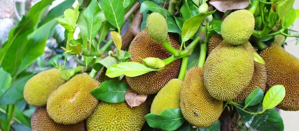 中国人喜食榴莲导致马来西亚大规模砍伐森林 - 俄罗斯卫星通讯社