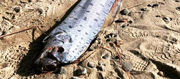 日本捕获罕见皇带鱼 民众忧为海啸前兆 - 俄罗斯卫星通讯社