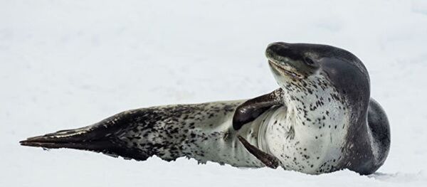 在新西蘭的海豚身上發現了一個帶不明身份遊客照片的U盤 在新西蘭的海豚身上發現了一個帶不明身份遊客照片的U盤 - 俄羅斯衛星通訊社