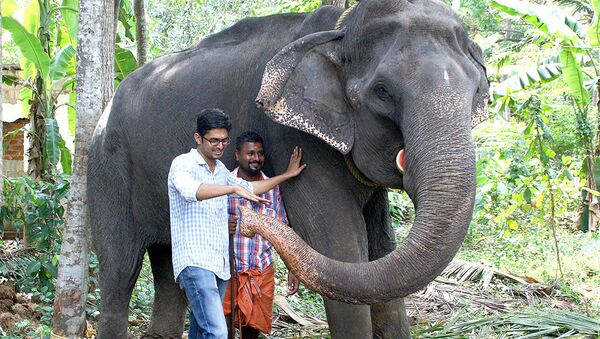 報紙稱世界最老的亞洲象在印度去世終年88歲 - 俄羅斯衛星通訊社