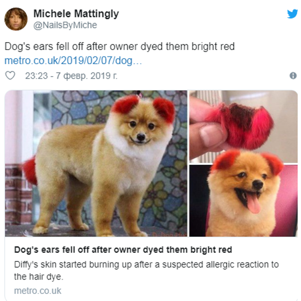 Dog's ears fell off after owner dyed them bright red Dog's ears fell off after owner dyed them bright red - 俄罗斯卫星通讯社