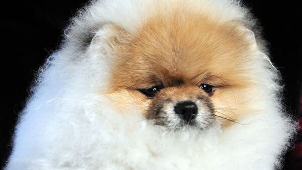 泰国狗主展示宠物毛发染色会发生什么 - 俄罗斯卫星通讯社