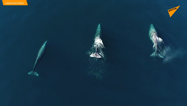 无人机航拍灰鲸游泳 - 俄罗斯卫星通讯社