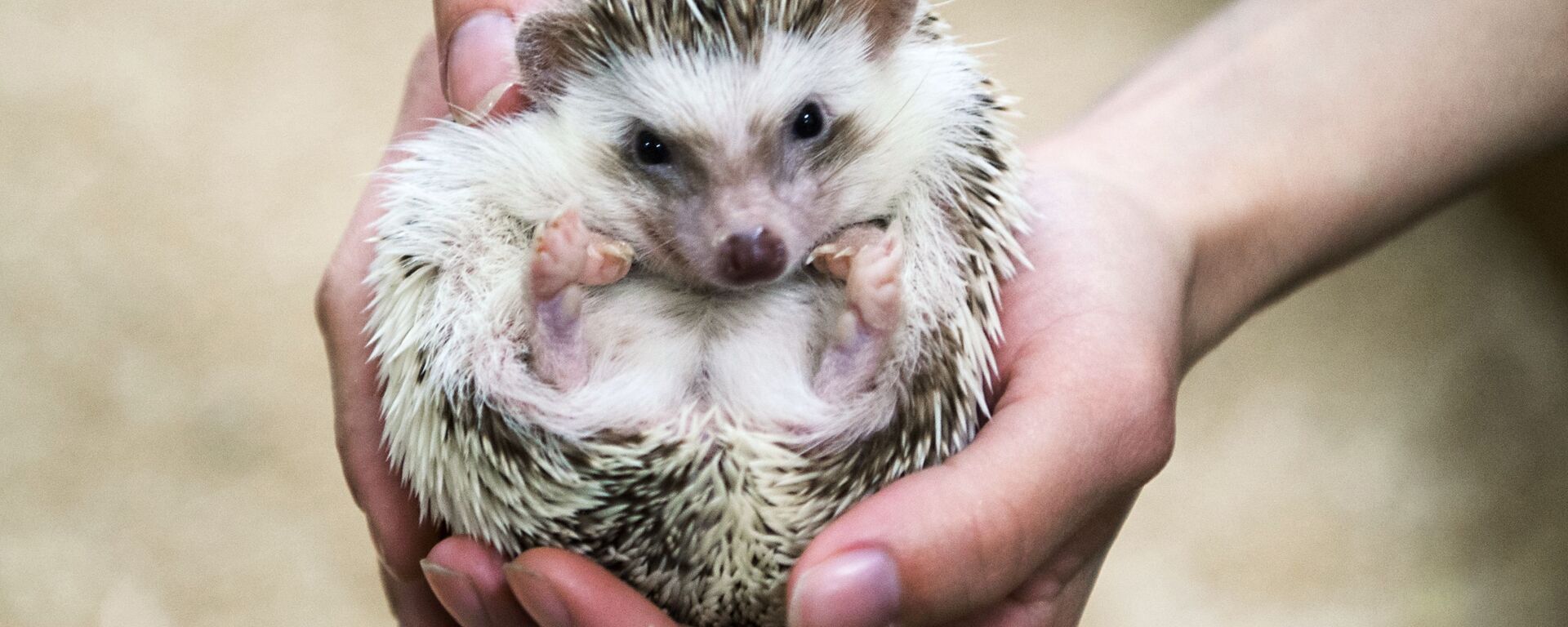 彼尔姆兽医为迷你刺猬做手术 - 俄罗斯卫星通讯社, 1920, 06.06.2019