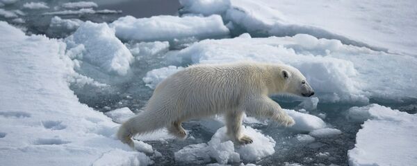 北极熊 - 俄罗斯卫星通讯社