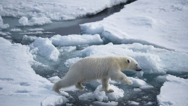 北極熊 - 俄羅斯衛星通訊社