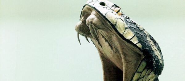 俄紧急情况部给出被蛇咬伤建议 - 俄罗斯卫星通讯社