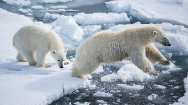 俄自然资源监督局长：北极熊可以成为俄罗斯的外交工具