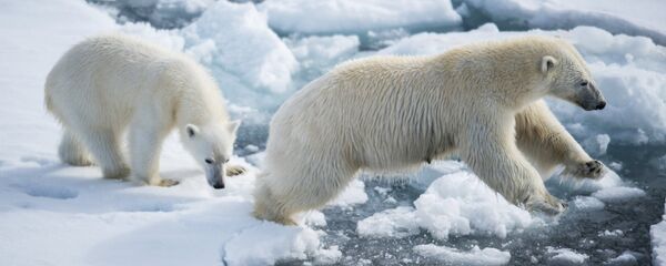 Белая медведица с медвежонком  - 俄罗斯卫星通讯社
