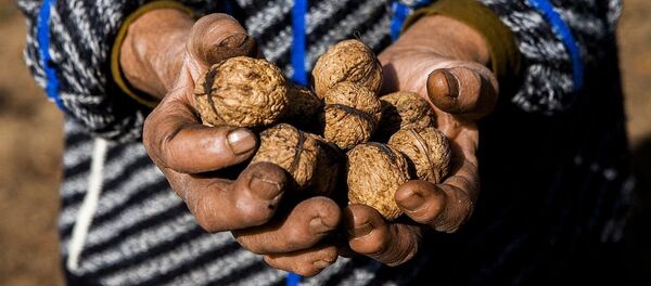 核桃 核桃 - 俄罗斯卫星通讯社