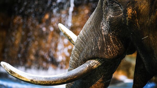 Африканский слон в Московском зоопарке - 俄罗斯卫星通讯社