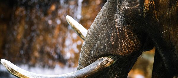 Африканский слон в Московском зоопарке - 俄罗斯卫星通讯社