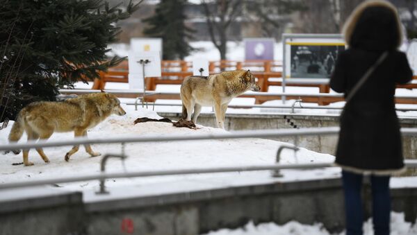 Вольер с волками в Московском зоопарке - 俄羅斯衛星通訊社