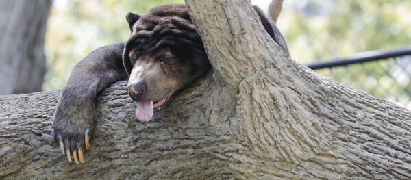 女友建议助男子击退暴怒母熊 - 俄罗斯卫星通讯社